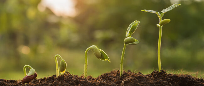 Diversifying Services and Portfolio Expansion